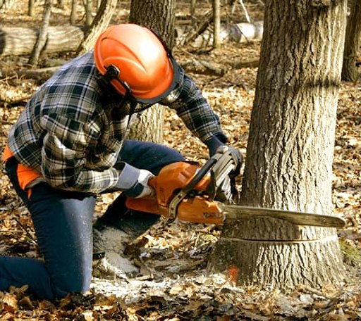 Tree Removal in Blackey, KY
